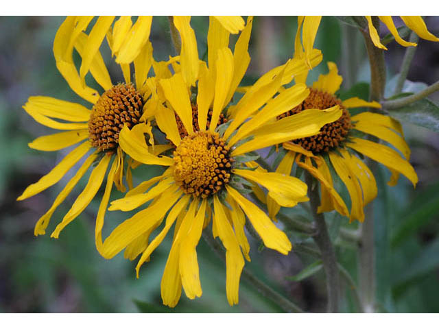 Hymenoxys hoopesii (Owl's-claws) #62450