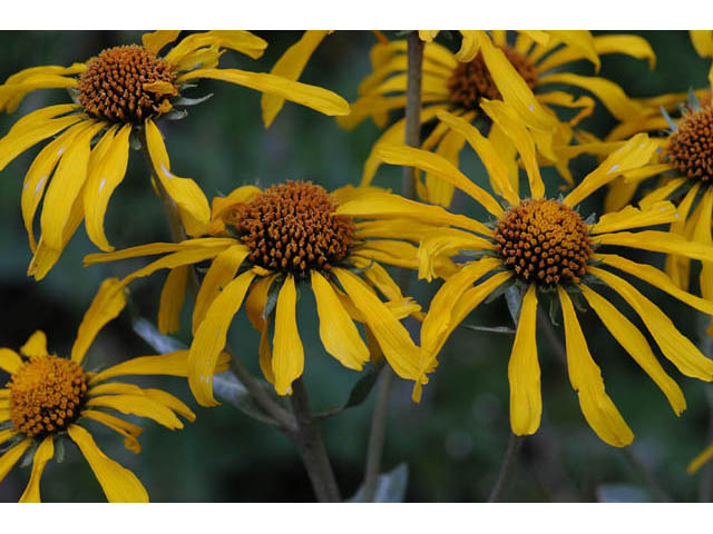 Hymenoxys hoopesii (Owl's-claws) #62452