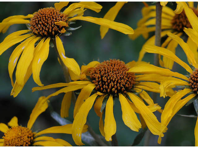 Hymenoxys hoopesii (Owl's-claws) #62453