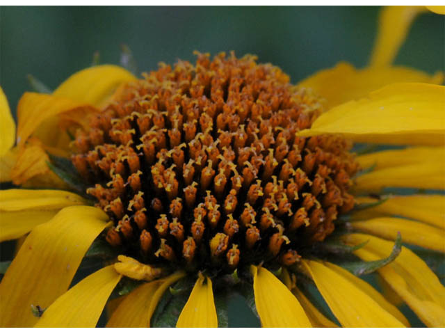 Hymenoxys hoopesii (Owl's-claws) #62455