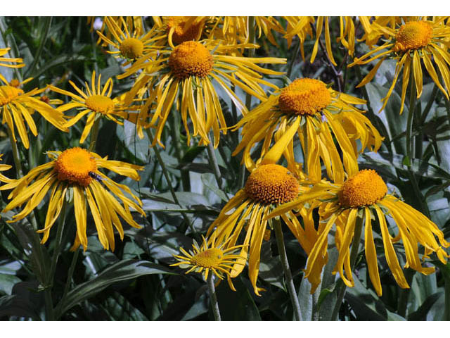 Hymenoxys hoopesii (Owl's-claws) #62463