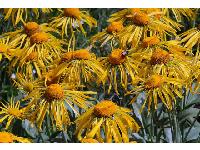 Hymenoxys hoopesii (Owl's-claws) #62464