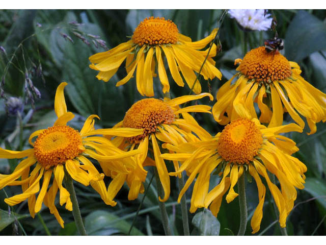 Hymenoxys hoopesii (Owl's-claws) #62467