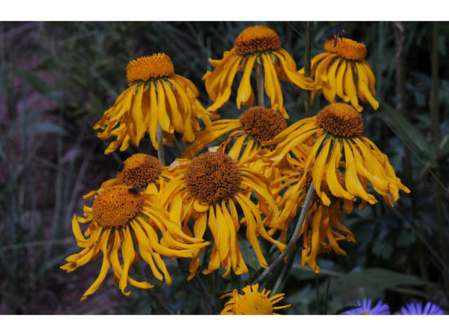 Hymenoxys hoopesii (Owl's-claws) #62504