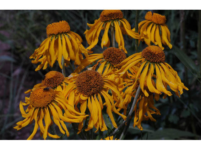 Hymenoxys hoopesii (Owl's-claws) #62505