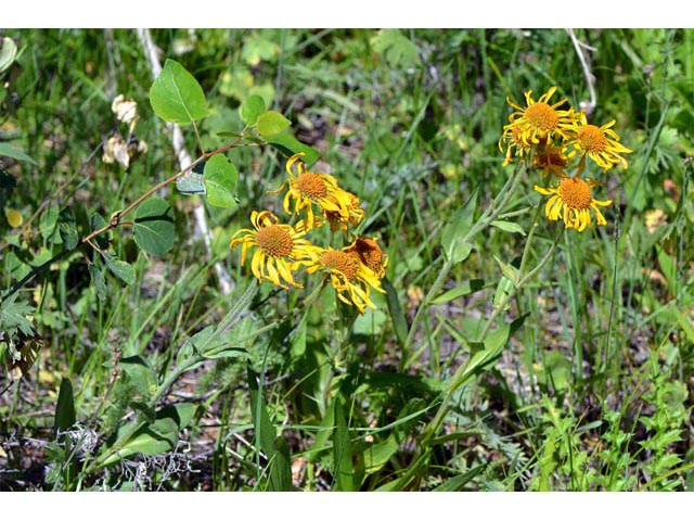 Hymenoxys hoopesii (Owl's-claws) #62511