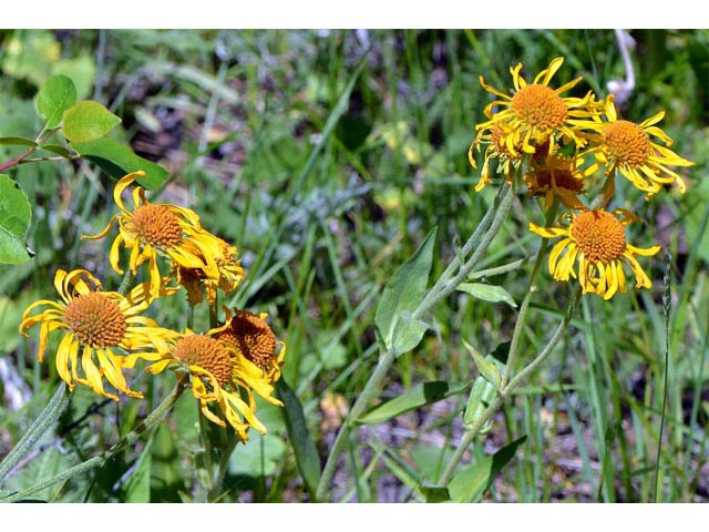 Hymenoxys hoopesii (Owl's-claws) #62512