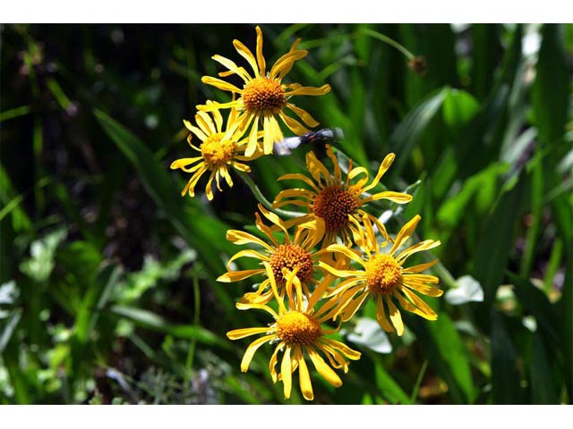 Hymenoxys hoopesii (Owl's-claws) #62513