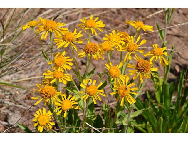 Hymenoxys hoopesii (Owl's-claws) #62520