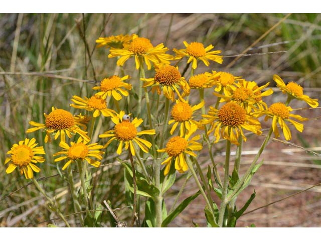 Hymenoxys hoopesii (Owl's-claws) #62522