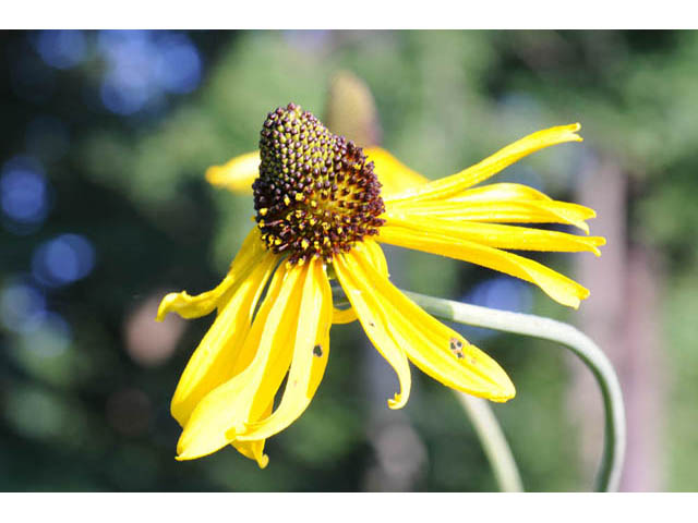 Rudbeckia maxima (Giant coneflower) #62628