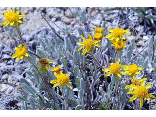 Packera cana (Woolly groundsel) #62682