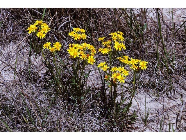 Packera plattensis (Prairie groundsel) #62687