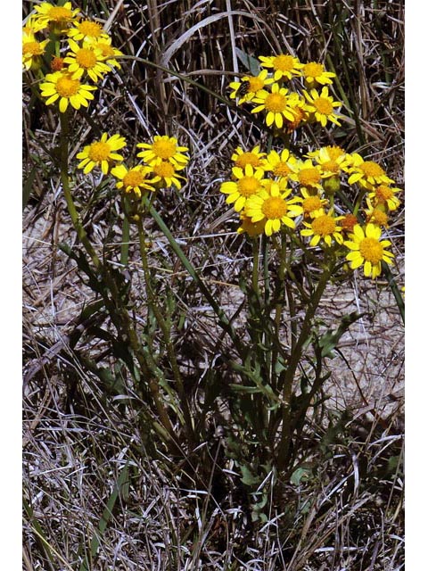 Packera plattensis (Prairie groundsel) #62688