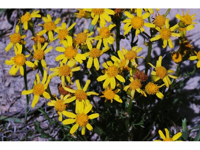 Packera plattensis (Prairie groundsel) #62689