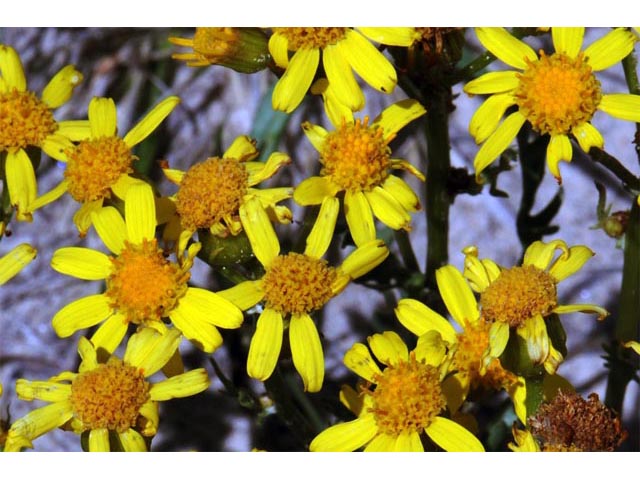 Packera plattensis (Prairie groundsel) #62690