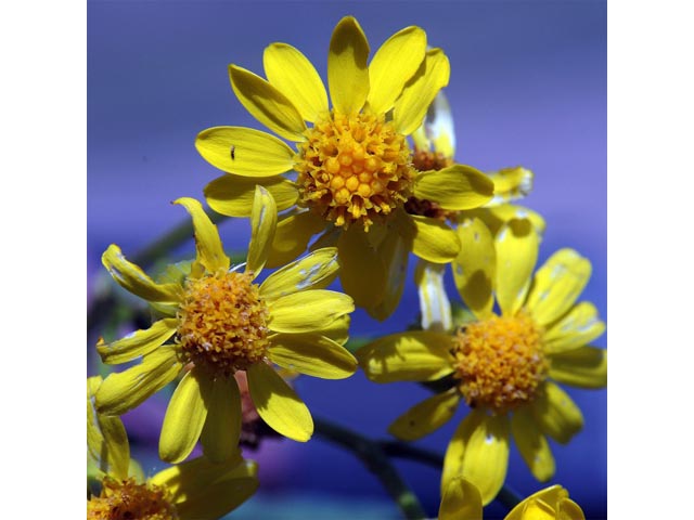 Packera plattensis (Prairie groundsel) #62691