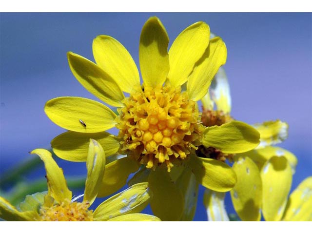 Packera plattensis (Prairie groundsel) #62692