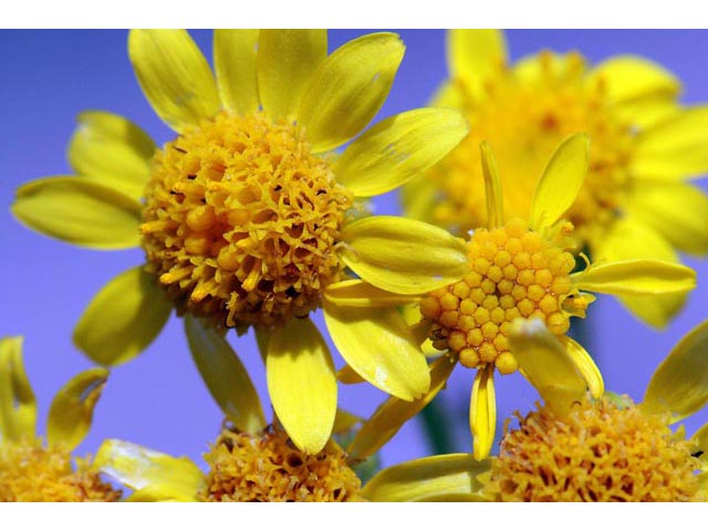 Packera plattensis (Prairie groundsel) #62693