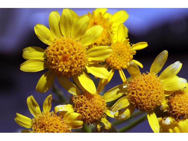 Packera plattensis (Prairie groundsel) #62694