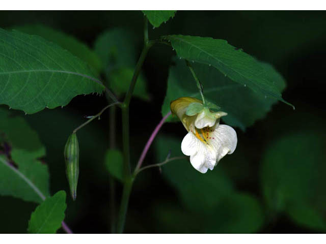 Impatiens pallida (Pale touch-me-not) #62746