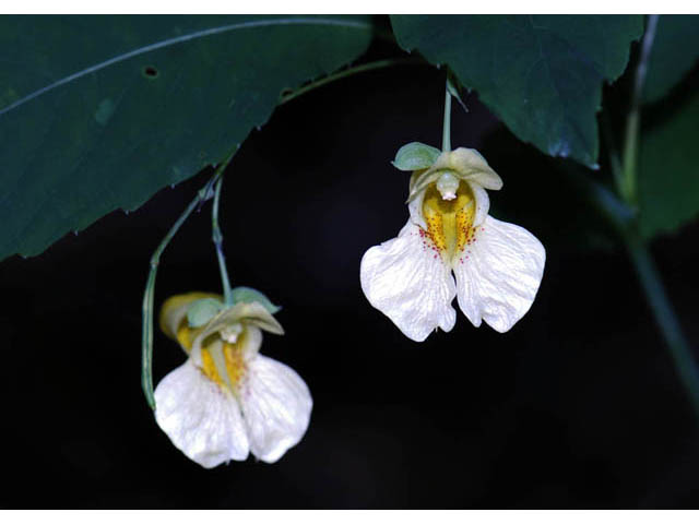 Impatiens pallida (Pale touch-me-not) #62751