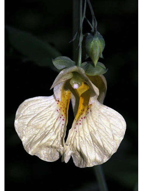 Impatiens pallida (Pale touch-me-not) #62763