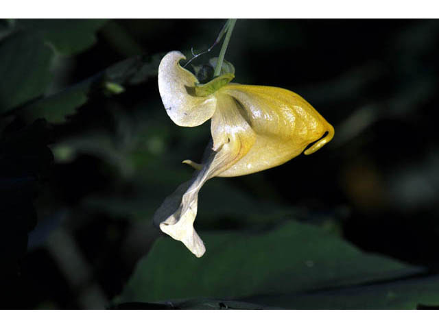 Impatiens pallida (Pale touch-me-not) #62767