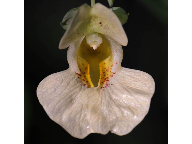 Impatiens pallida (Pale touch-me-not) #62779