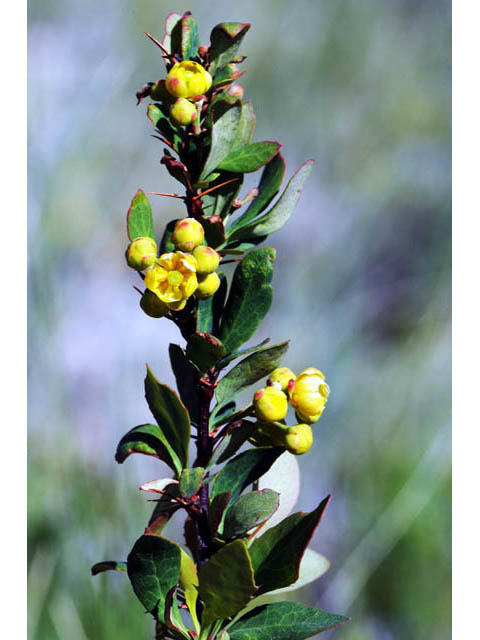 Berberis fendleri (Colorado barberry) #62800