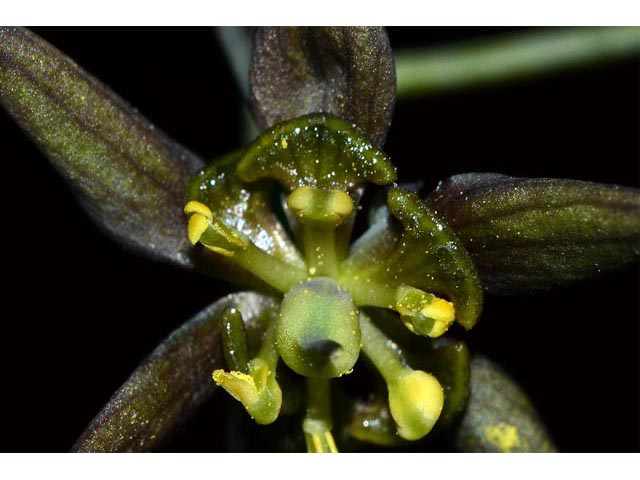 Caulophyllum thalictroides (Blue cohosh) #62836