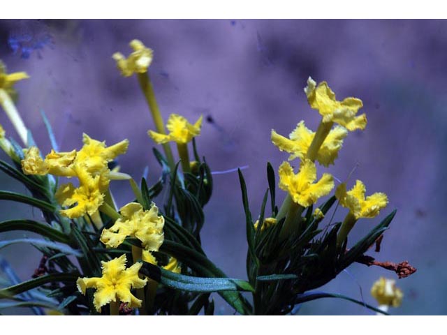 Lithospermum incisum (Fringed puccoon) #62934