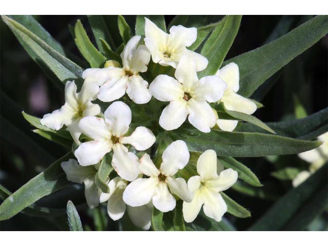 Lithospermum ruderale (Western stoneseed) #62949