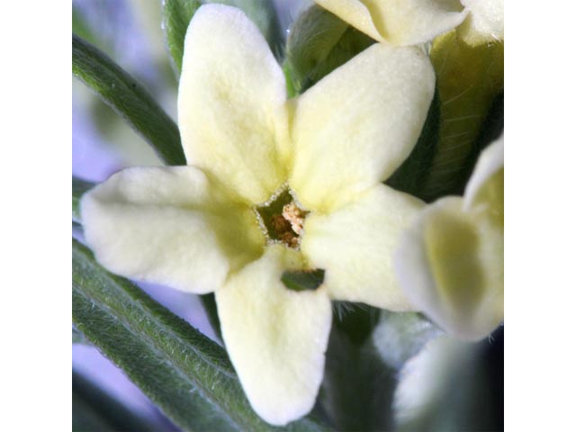 Lithospermum ruderale (Western stoneseed) #62953