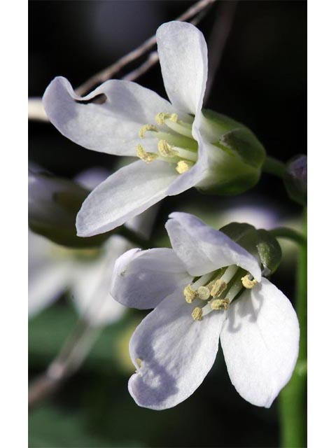 Cardamine concatenata (Cutleaf toothwort) #63062