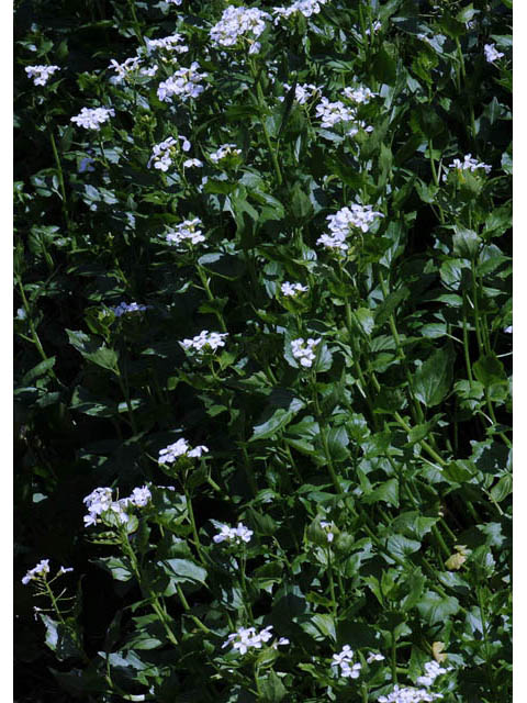 Cardamine cordifolia (Heartleaf bittercress) #63065