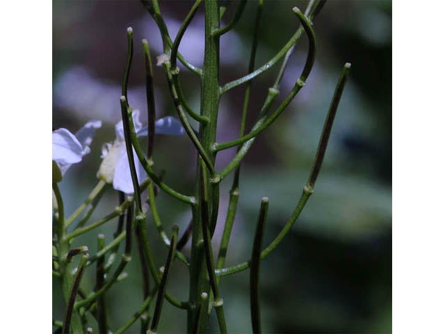 Cardamine cordifolia (Heartleaf bittercress) #63073