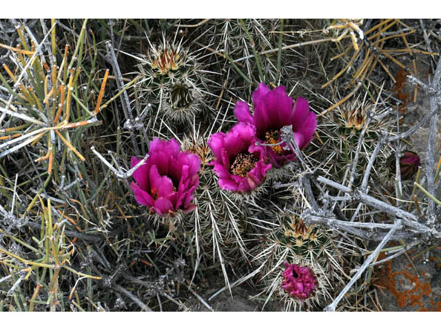 Echinocereus engelmannii (Engelmann's hedgehog cactus) #63207