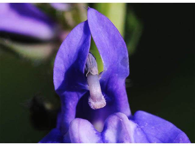 Lobelia siphilitica (Great blue lobelia) #63264