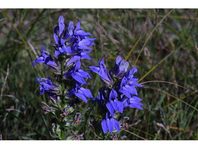 Lobelia siphilitica (Great blue lobelia) #63295