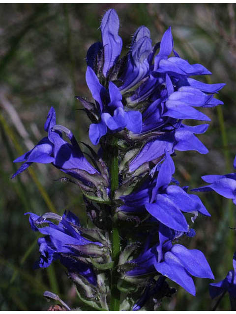 Lobelia siphilitica (Great blue lobelia) #63296