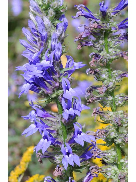 Lobelia siphilitica (Great blue lobelia) #63305