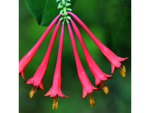 Lonicera sempervirens (Coral honeysuckle) #63333