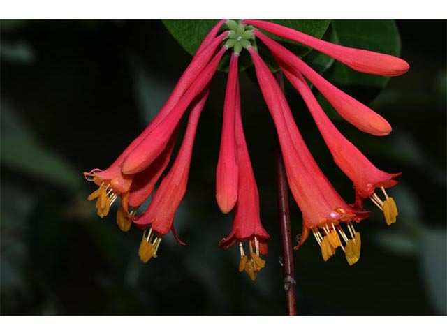 Lonicera sempervirens (Coral honeysuckle) #63334