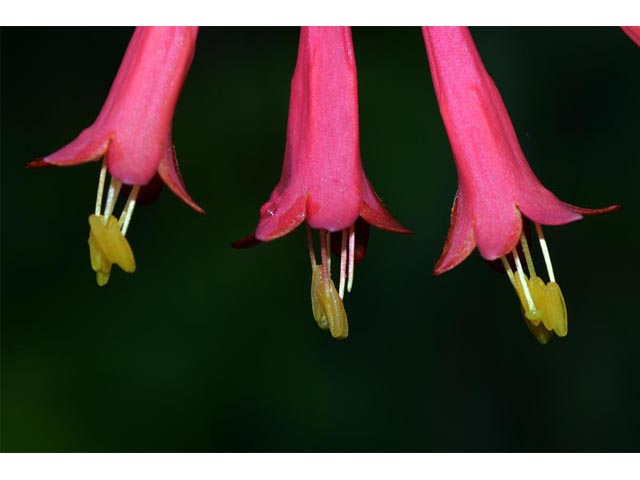 Lonicera sempervirens (Coral honeysuckle) #63338