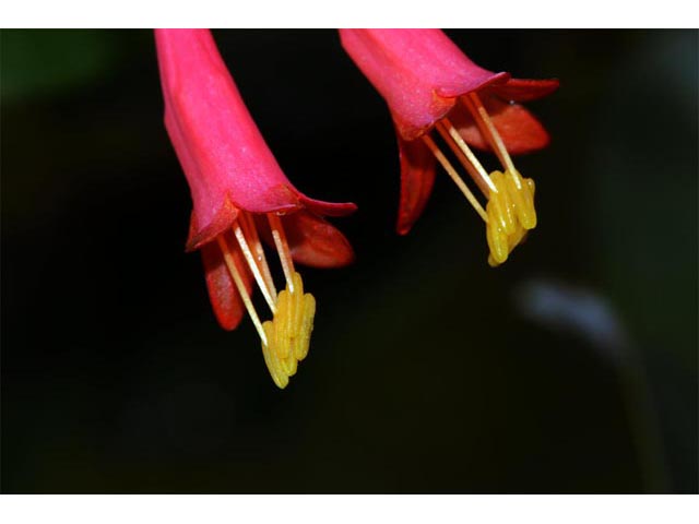 Lonicera sempervirens (Coral honeysuckle) #63340