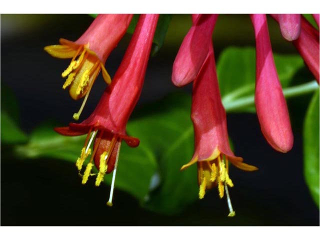 Lonicera sempervirens (Coral honeysuckle) #63350