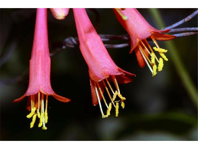 Lonicera sempervirens (Coral honeysuckle) #63357