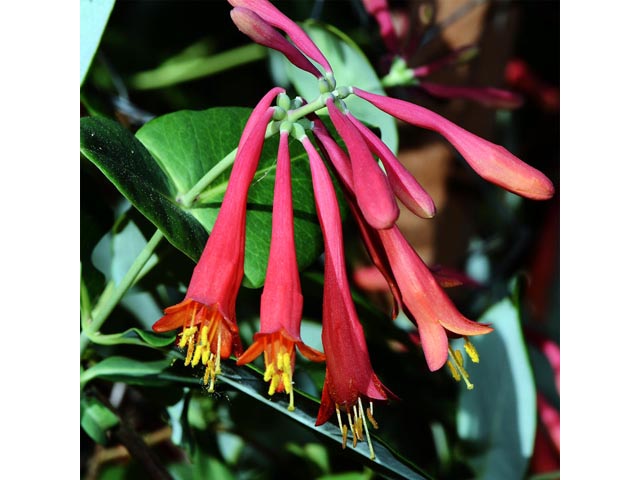 Lonicera sempervirens (Coral honeysuckle) #63370