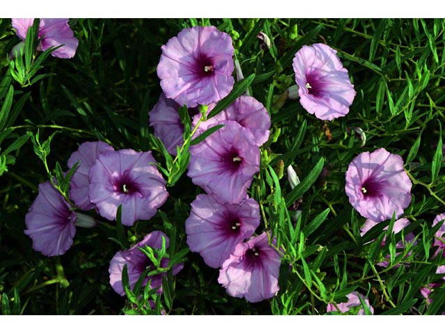 Ipomoea leptophylla (Bush morning-glory) #63608